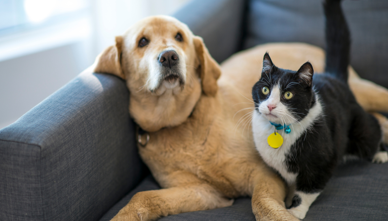 How to eliminate 'visual clutter' caused by traditional pet products?