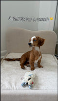 Load image into Gallery viewer, Tail Furniture Orthopedic Pet Bed – Luxury Dog & Cat Lounge Bed
