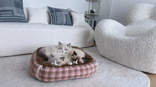 Tail Furniture Pink Mocha Cloud Bed