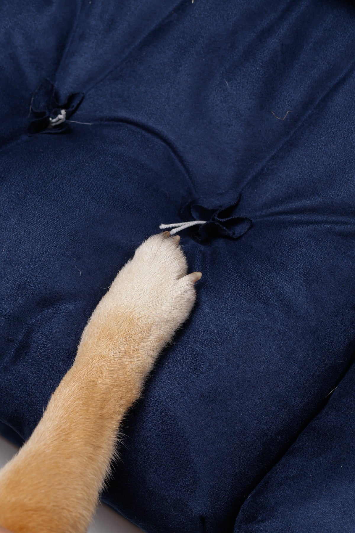 Tail Furniture Luxury Plush Pet Sofa Bed